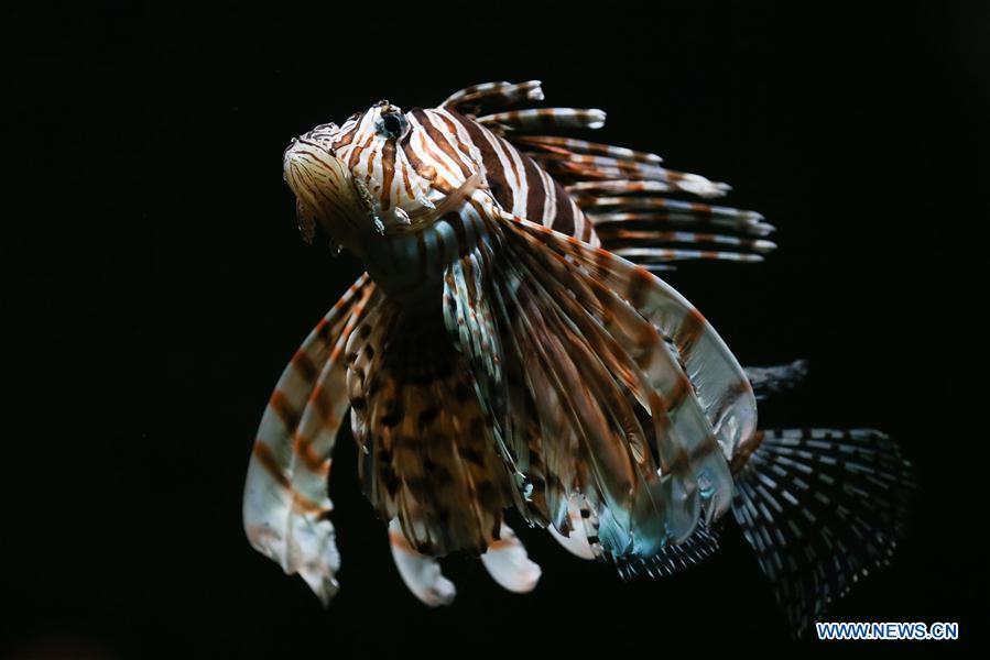 BELGIUM-BRUGELETTE-ZOO-PAIRI DAIZA