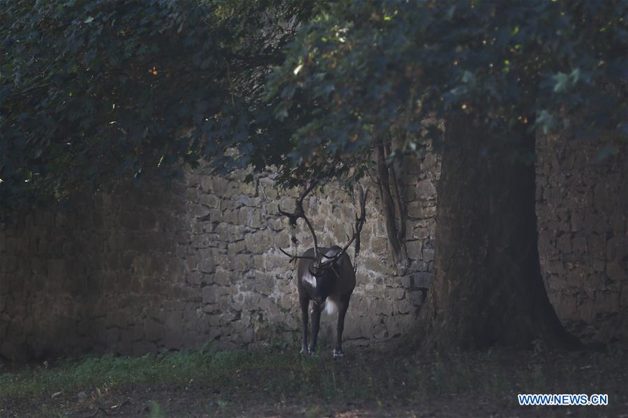 BELGIUM-BRUGELETTE-ZOO-PAIRI DAIZA