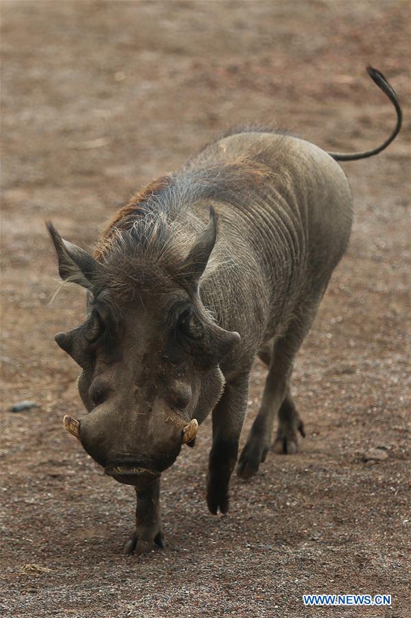 BELGIUM-BRUGELETTE-ZOO-PAIRI DAIZA