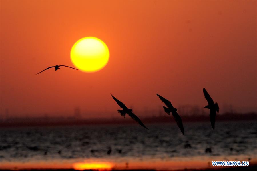 KUWAIT-KUWAIT CITY-SUNSET-BIRDS
