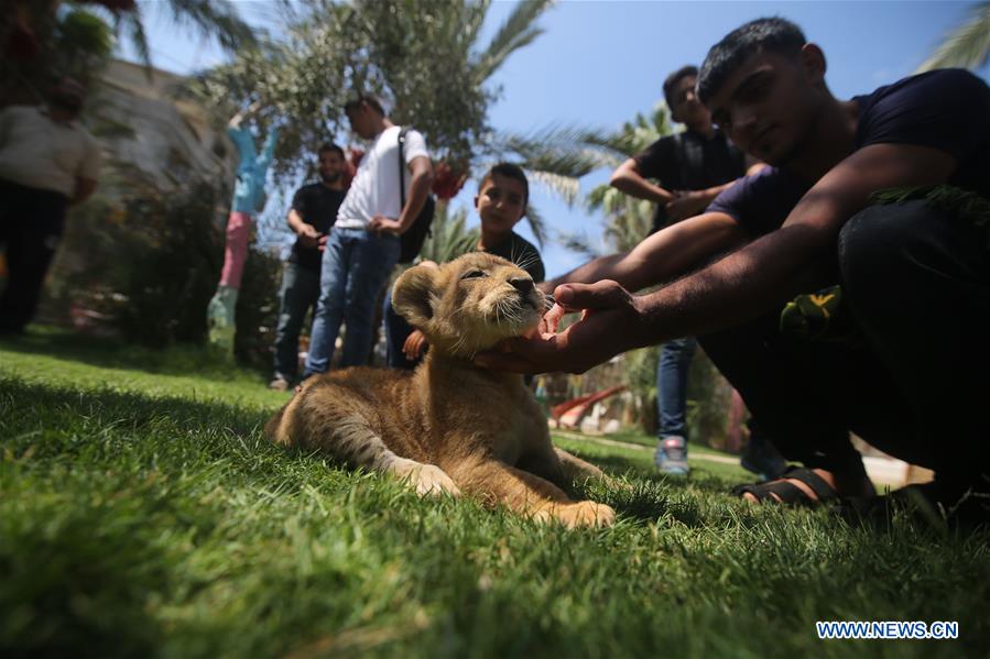 MIDEAST-GAZA-LION-CUBS