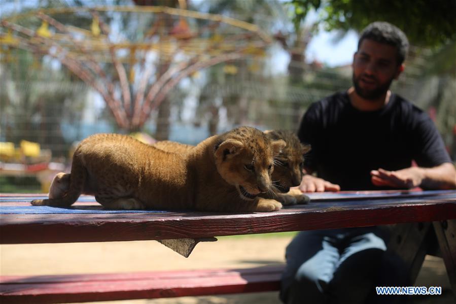 MIDEAST-GAZA-LION-CUBS