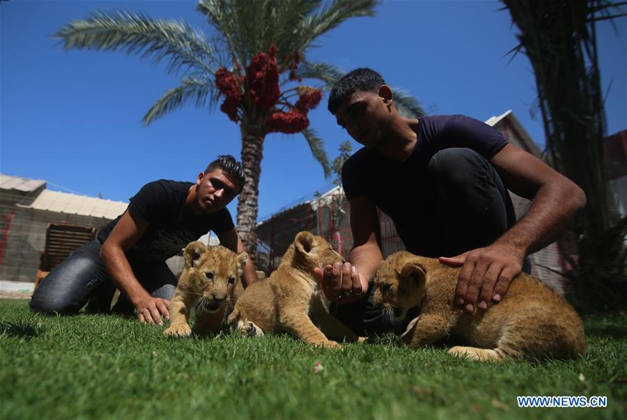 MIDEAST-GAZA-LION-CUBS