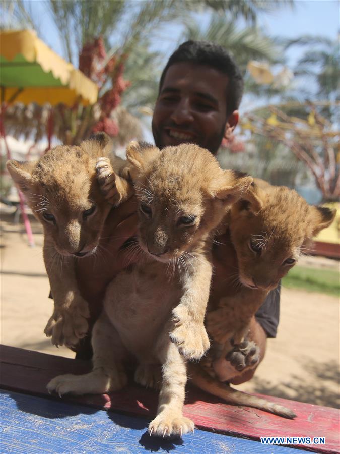 MIDEAST-GAZA-LION-CUBS