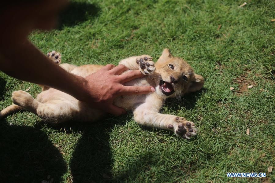 MIDEAST-GAZA-LION-CUBS