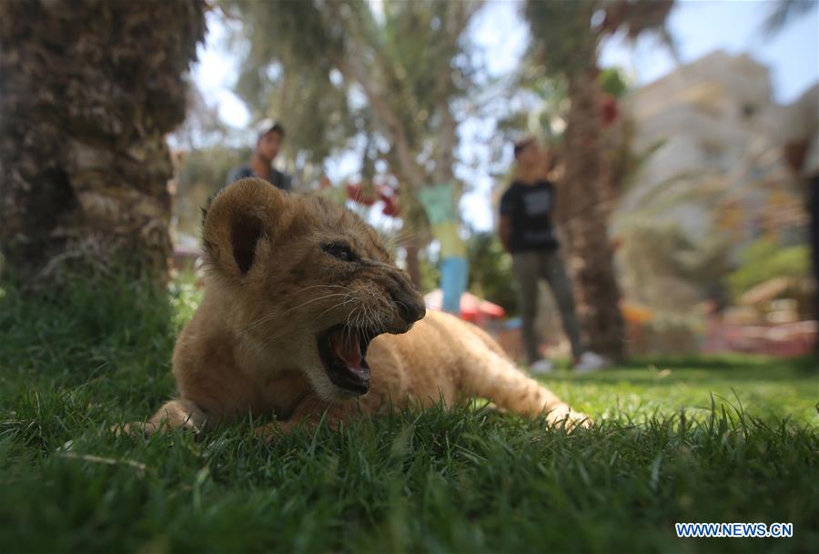 MIDEAST-GAZA-LION-CUBS