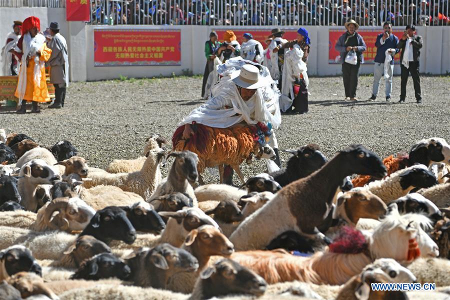 (InTibet)CHINA-TIBET-XIGAZE-SHEEP SHOW (CN)
