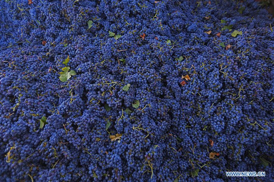 LEBANON-BEQAA VALLEY-WINERY