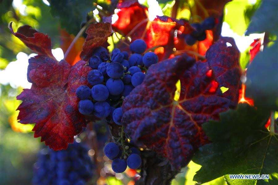 LEBANON-BEQAA VALLEY-WINERY