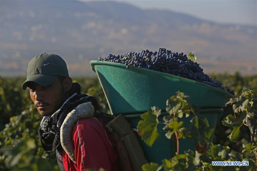 LEBANON-BEQAA VALLEY-WINERY