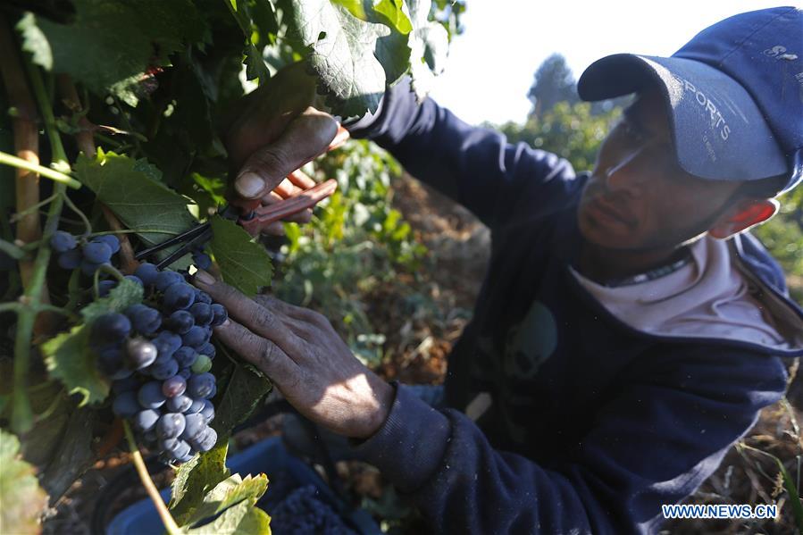 LEBANON-BEQAA VALLEY-WINERY