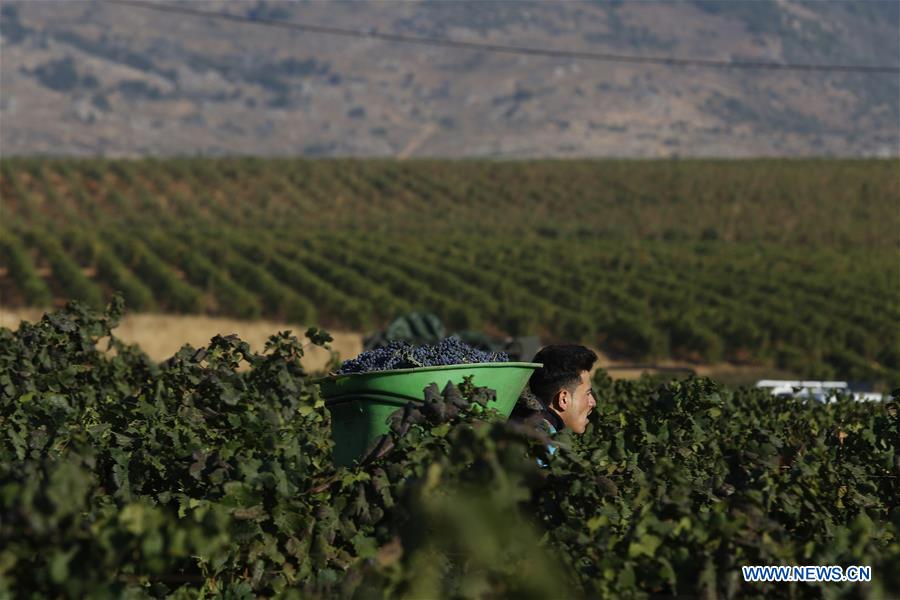 LEBANON-BEQAA VALLEY-WINERY