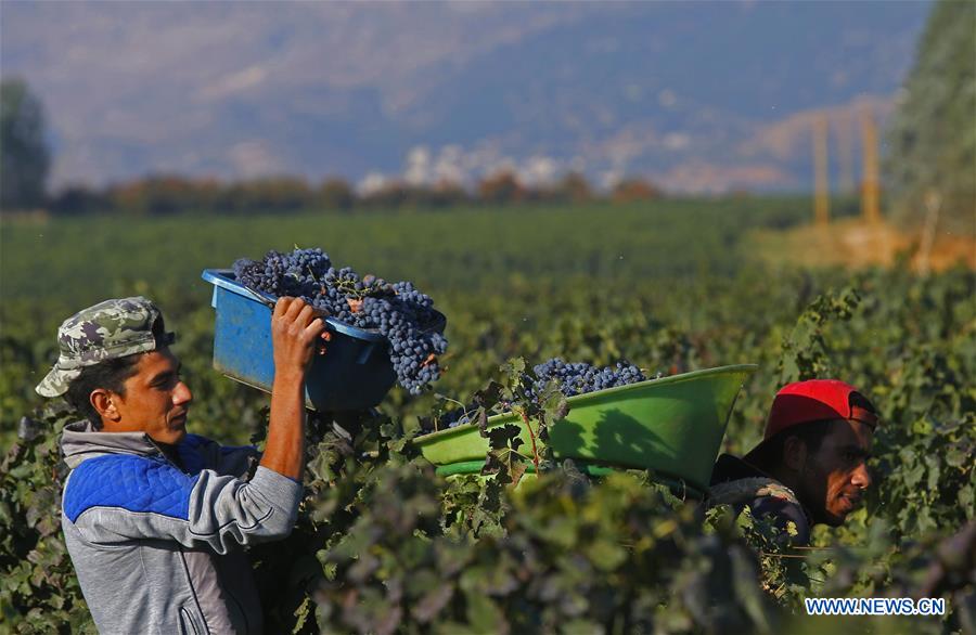 LEBANON-BEQAA VALLEY-WINERY