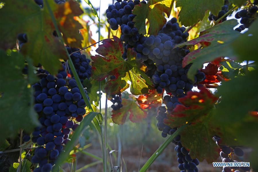 LEBANON-BEQAA VALLEY-WINERY