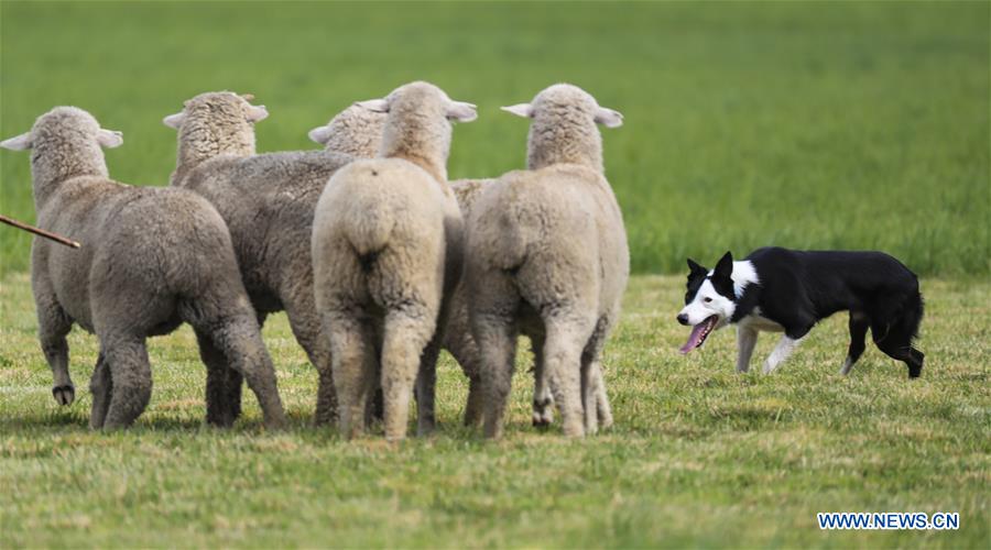 U.S.-CARBONDALE-NATIONAL SHEEPDOG FINALS