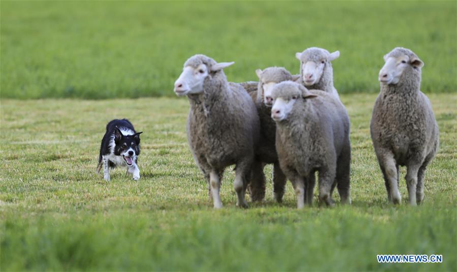 U.S.-CARBONDALE-NATIONAL SHEEPDOG FINALS