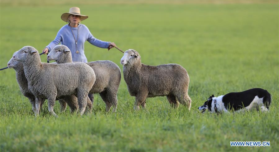 U.S.-CARBONDALE-NATIONAL SHEEPDOG FINALS