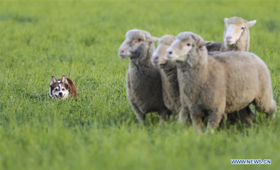U.S.-CARBONDALE-NATIONAL SHEEPDOG FINALS