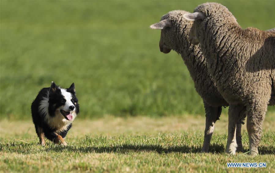 U.S.-CARBONDALE-NATIONAL SHEEPDOG FINALS