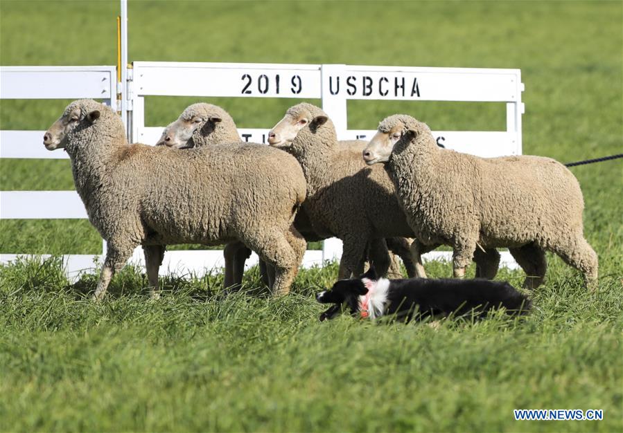 U.S.-CARBONDALE-NATIONAL SHEEPDOG FINALS