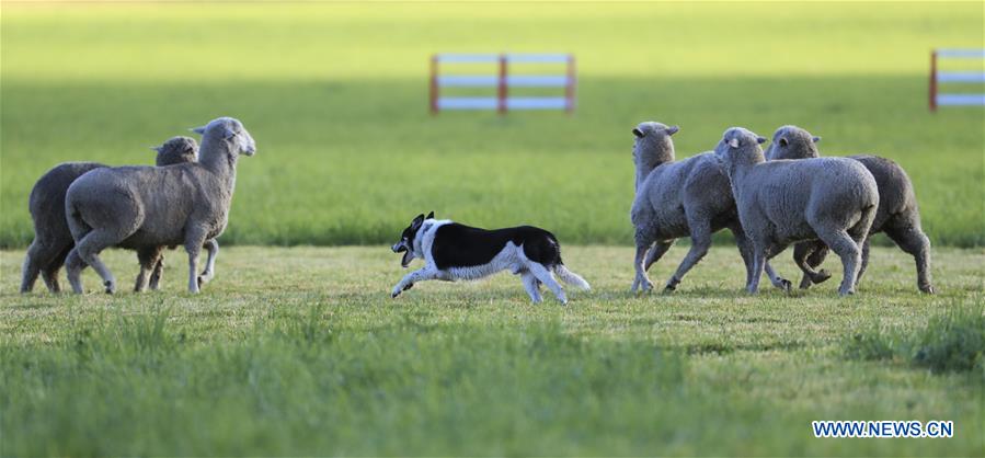 U.S.-CARBONDALE-NATIONAL SHEEPDOG FINALS