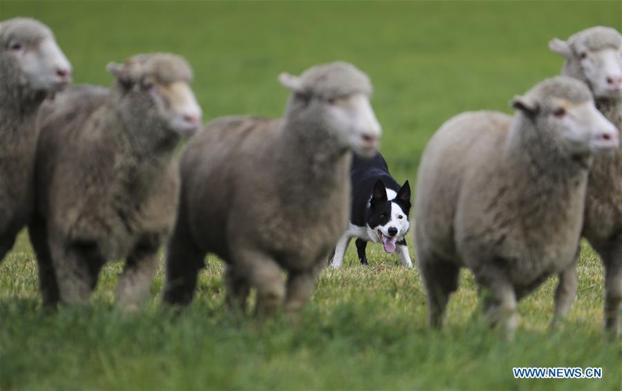 U.S.-CARBONDALE-NATIONAL SHEEPDOG FINALS