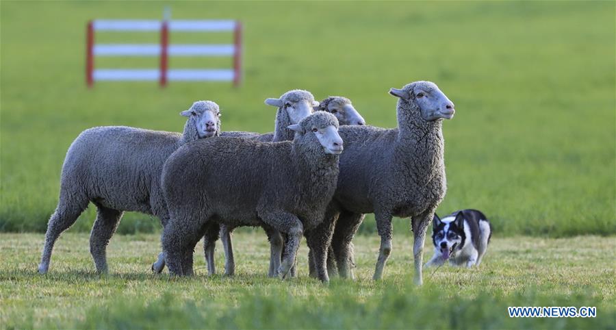 U.S.-CARBONDALE-NATIONAL SHEEPDOG FINALS