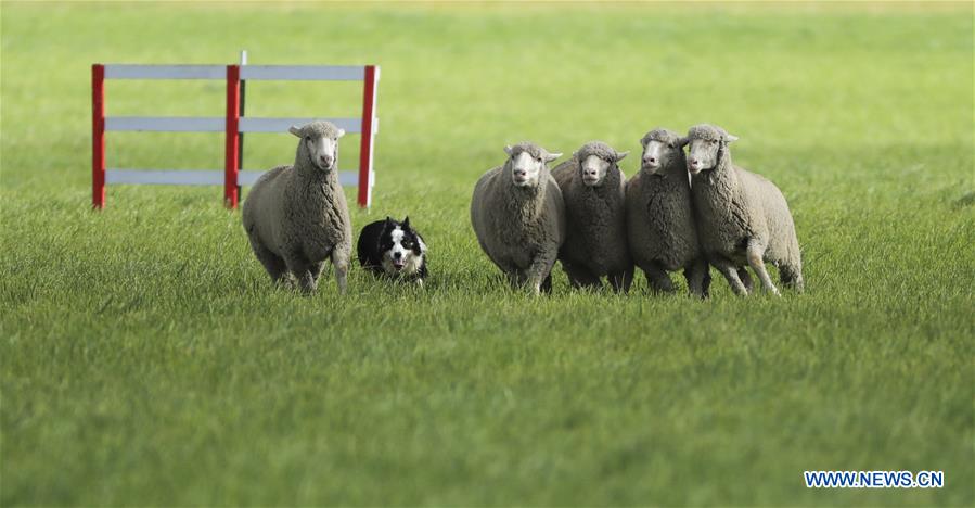 U.S.-CARBONDALE-NATIONAL SHEEPDOG FINALS