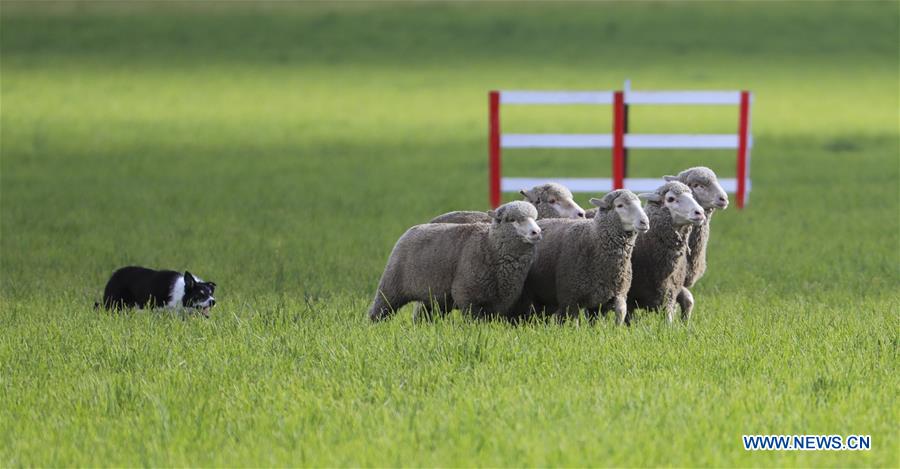 U.S.-CARBONDALE-NATIONAL SHEEPDOG FINALS