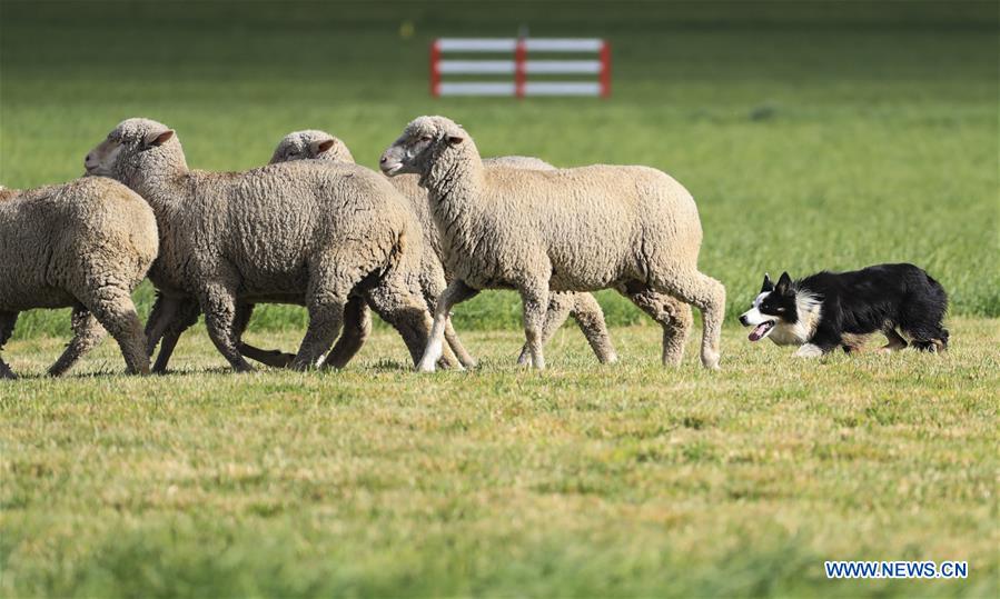 U.S.-CARBONDALE-NATIONAL SHEEPDOG FINALS
