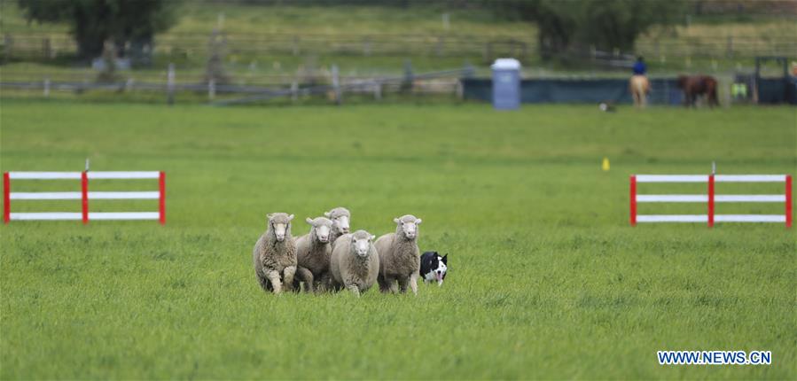 U.S.-CARBONDALE-NATIONAL SHEEPDOG FINALS