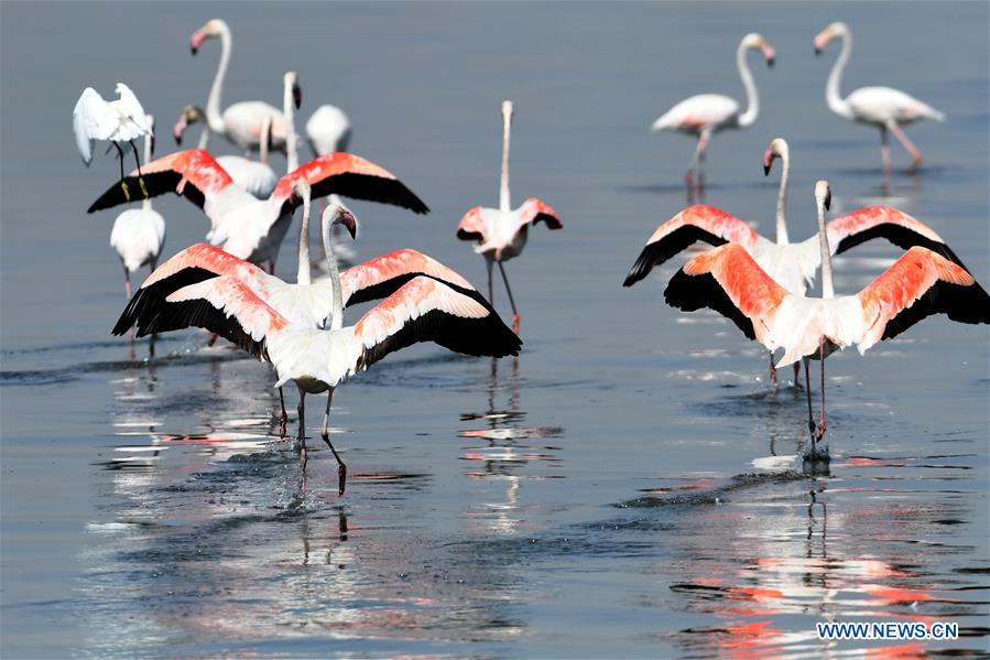 KUWAIT-KUWAIT CITY-FLAMINGOES
