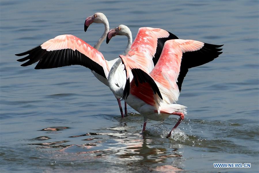 KUWAIT-KUWAIT CITY-FLAMINGOES