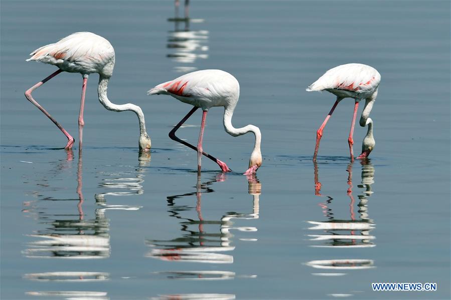 KUWAIT-KUWAIT CITY-FLAMINGOES