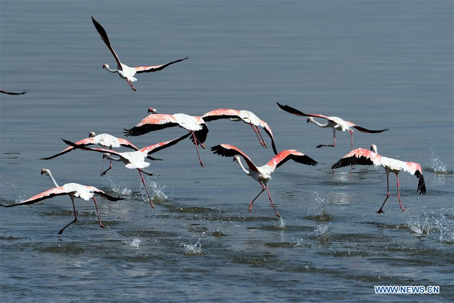 KUWAIT-KUWAIT CITY-FLAMINGOES