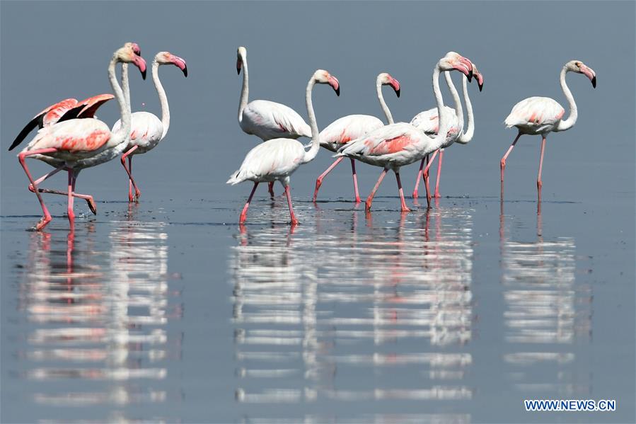 KUWAIT-KUWAIT CITY-FLAMINGOES