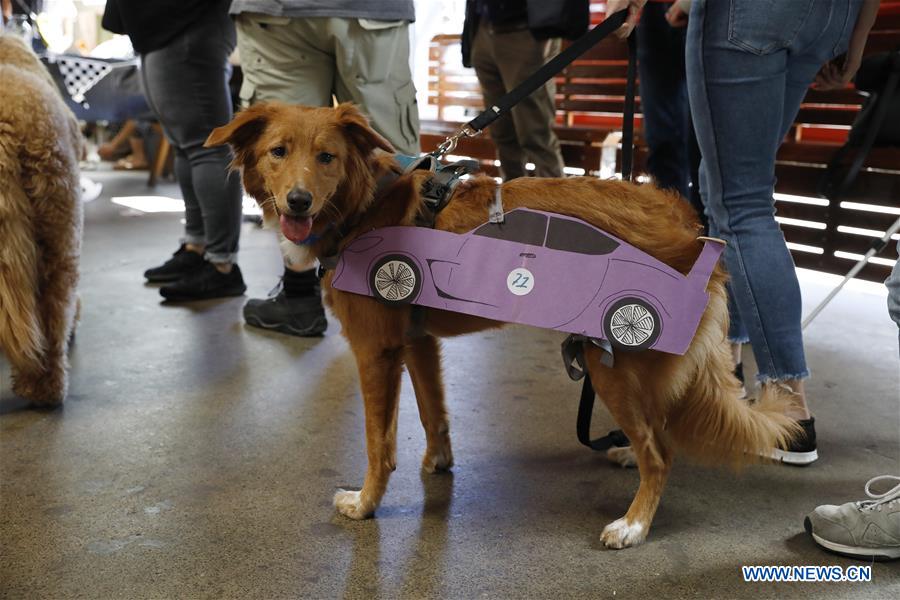 U.S.-SAN FRANCISCO-PET DOG-COMPETITION