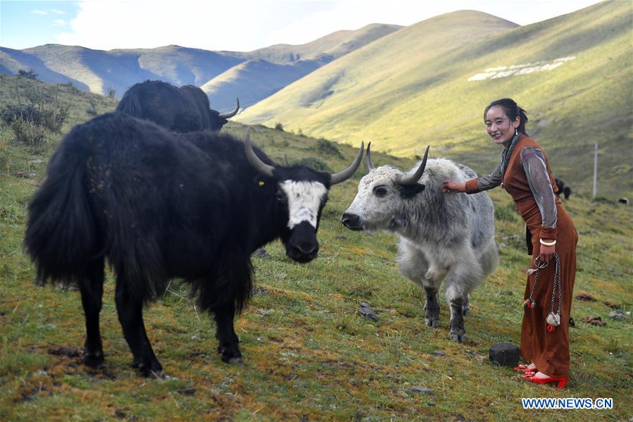 Yak milk ice cream brings more to SW China's herdsmen Xinhua