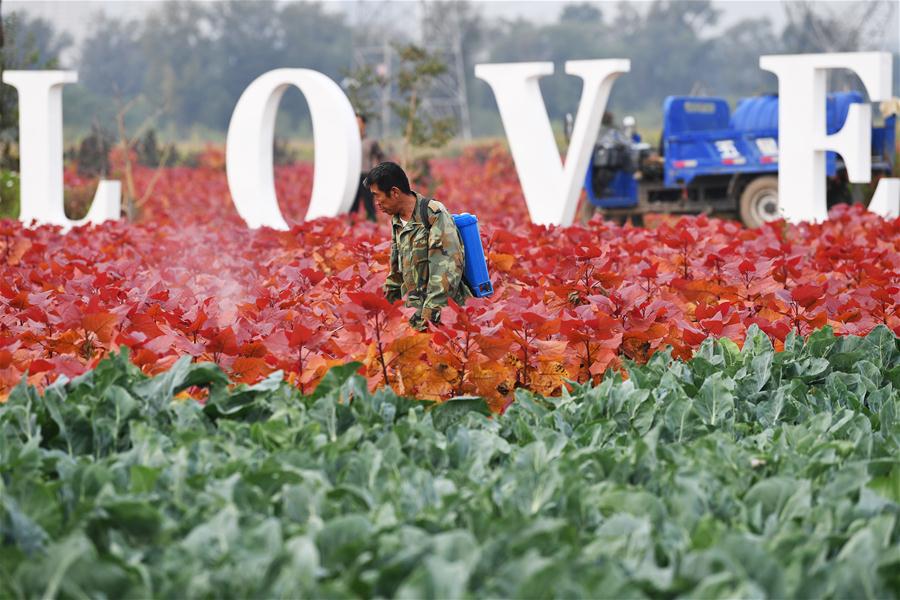 CHINA-SHANXI-FLOWERS AND PLANTS-ECONOMY (CN)