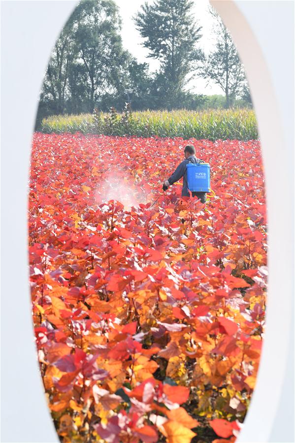 CHINA-SHANXI-FLOWERS AND PLANTS-ECONOMY (CN)