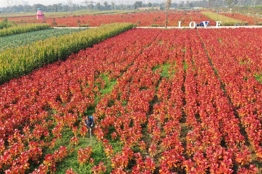 CHINA-SHANXI-FLOWERS AND PLANTS-ECONOMY (CN)