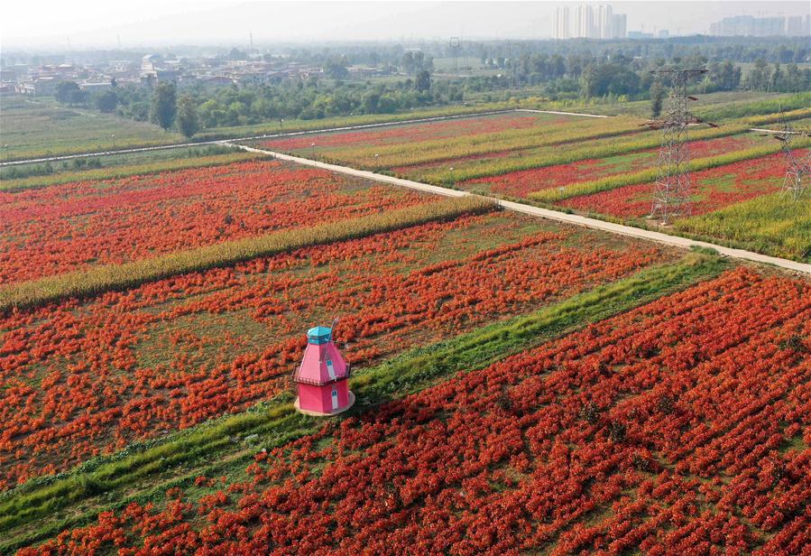 CHINA-SHANXI-FLOWERS AND PLANTS-ECONOMY (CN)