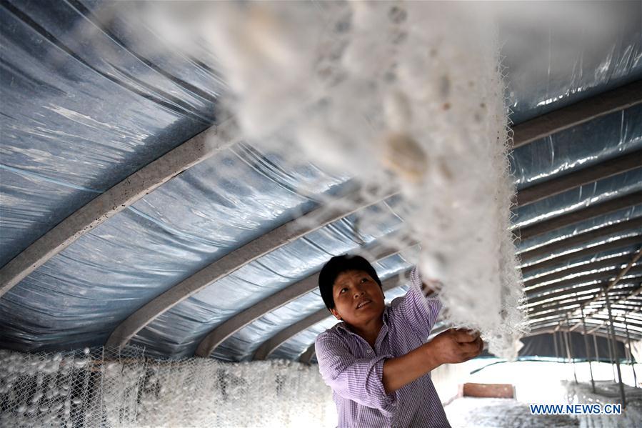 CHINA-ANHUI-HEFEI-SILKWORM RAISING (CN)