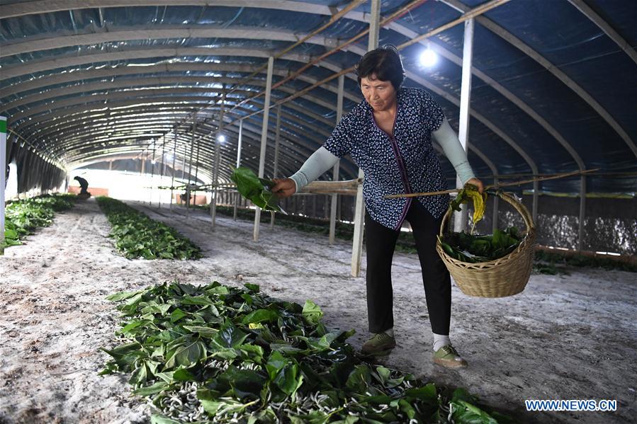 CHINA-ANHUI-HEFEI-SILKWORM RAISING (CN)