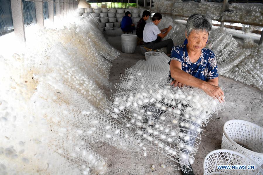 CHINA-ANHUI-HEFEI-SILKWORM RAISING (CN)