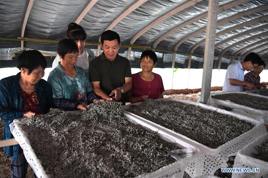 CHINA-ANHUI-HEFEI-SILKWORM RAISING (CN)