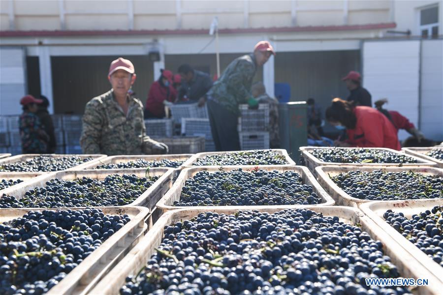 CHINA-INNER MONGOLIA-CHIFENG-GRAPE-HARVEST (CN)