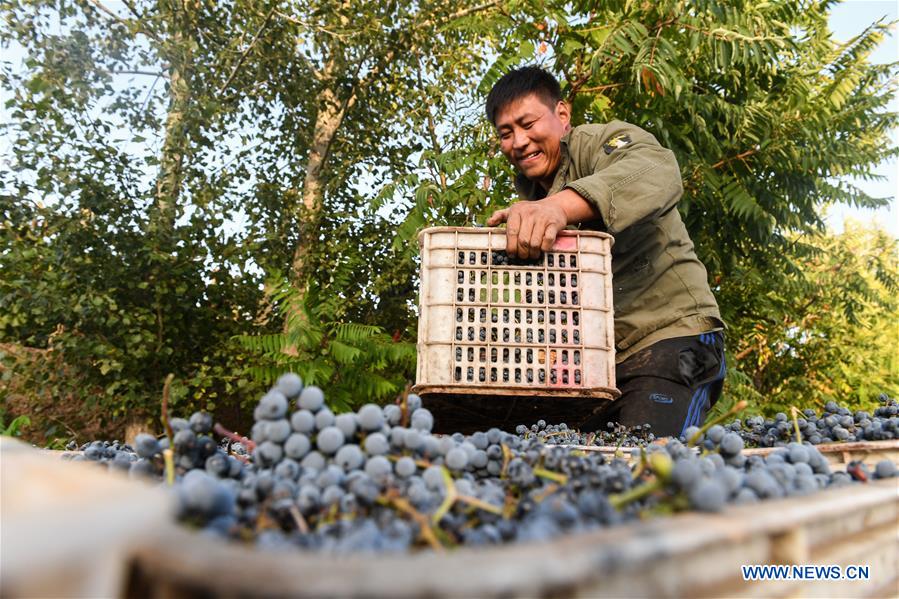 CHINA-INNER MONGOLIA-CHIFENG-GRAPE-HARVEST (CN)