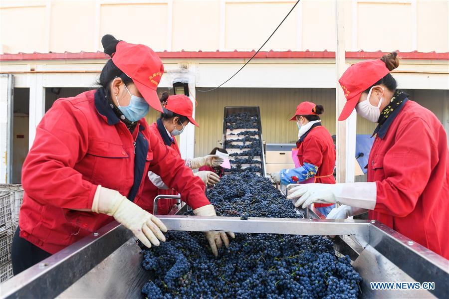 CHINA-INNER MONGOLIA-CHIFENG-GRAPE-HARVEST (CN)