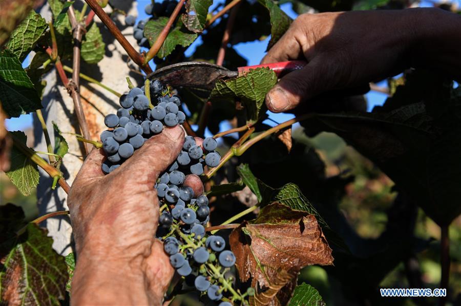 CHINA-INNER MONGOLIA-CHIFENG-GRAPE-HARVEST (CN)